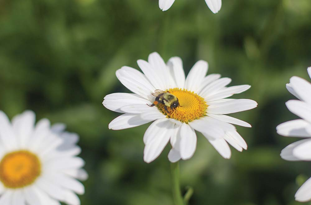 wright_memorial_garden_highlands_north_carolina_two