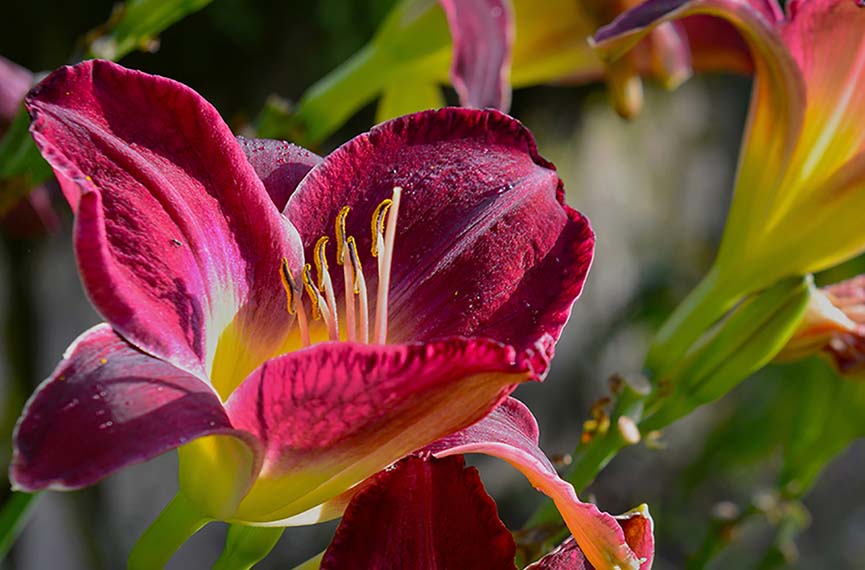 cashiers_accommodations_standard_north_carolina-charles-johnson