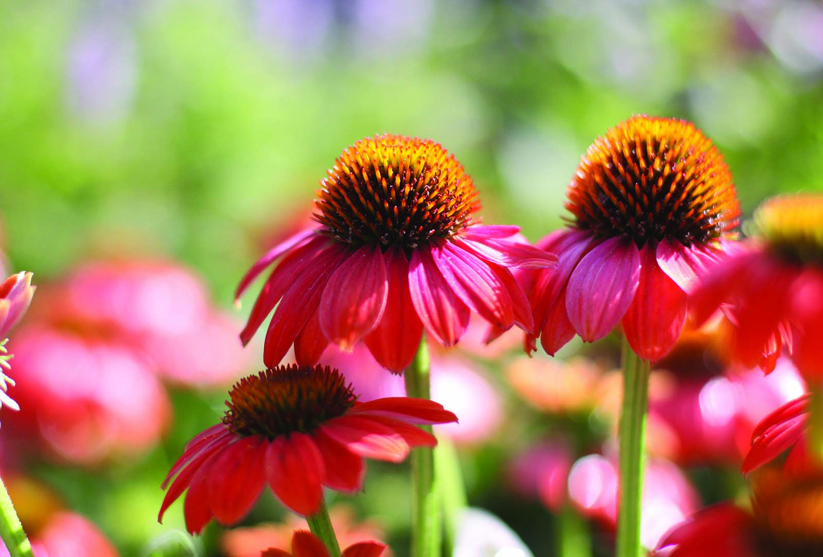 summer-highlands-cashiers-nc