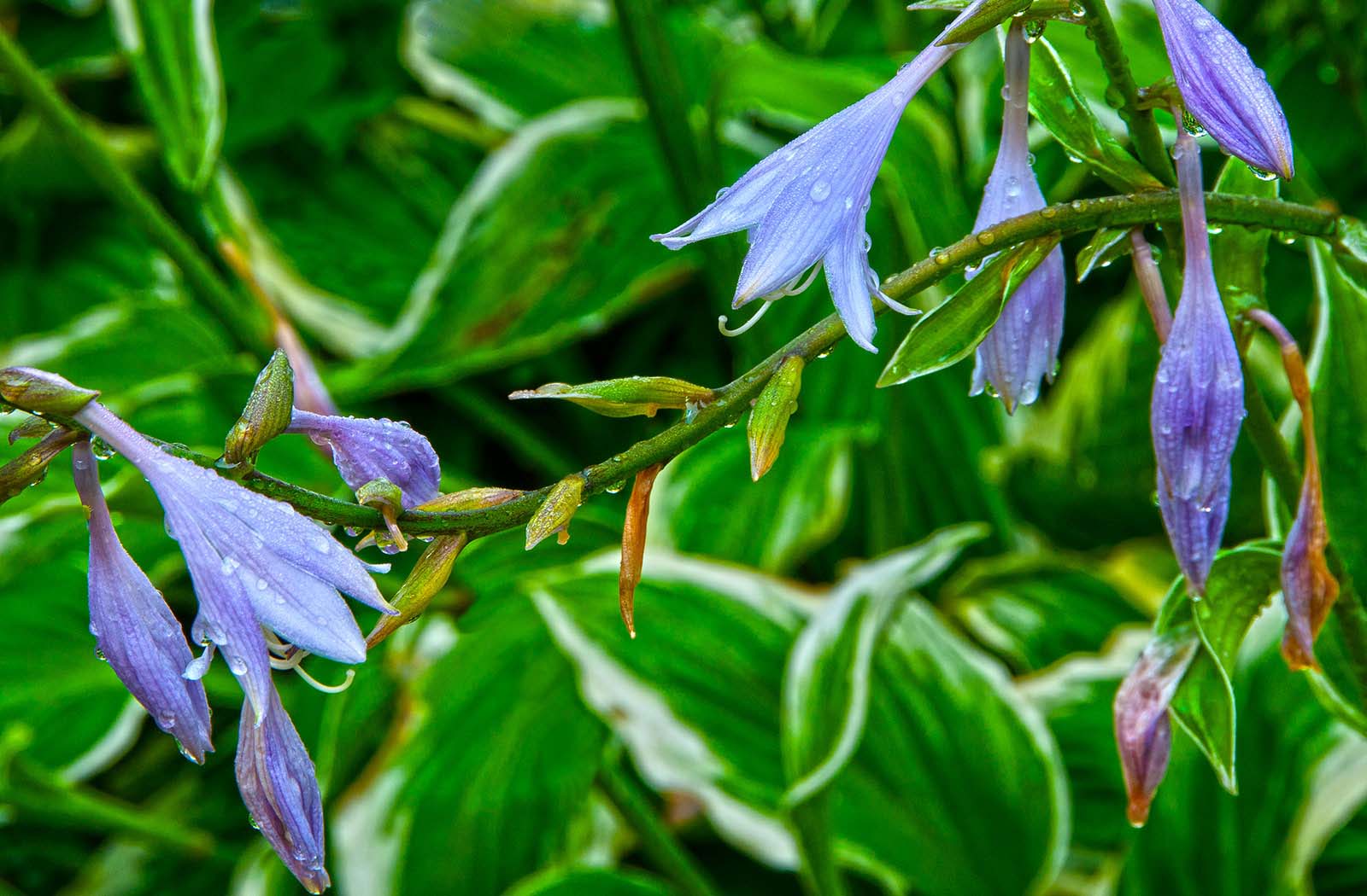 Highlands_biological_garden_north_carolina