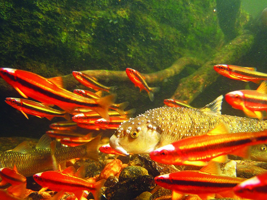 highlands-biological-station-chatooga-river