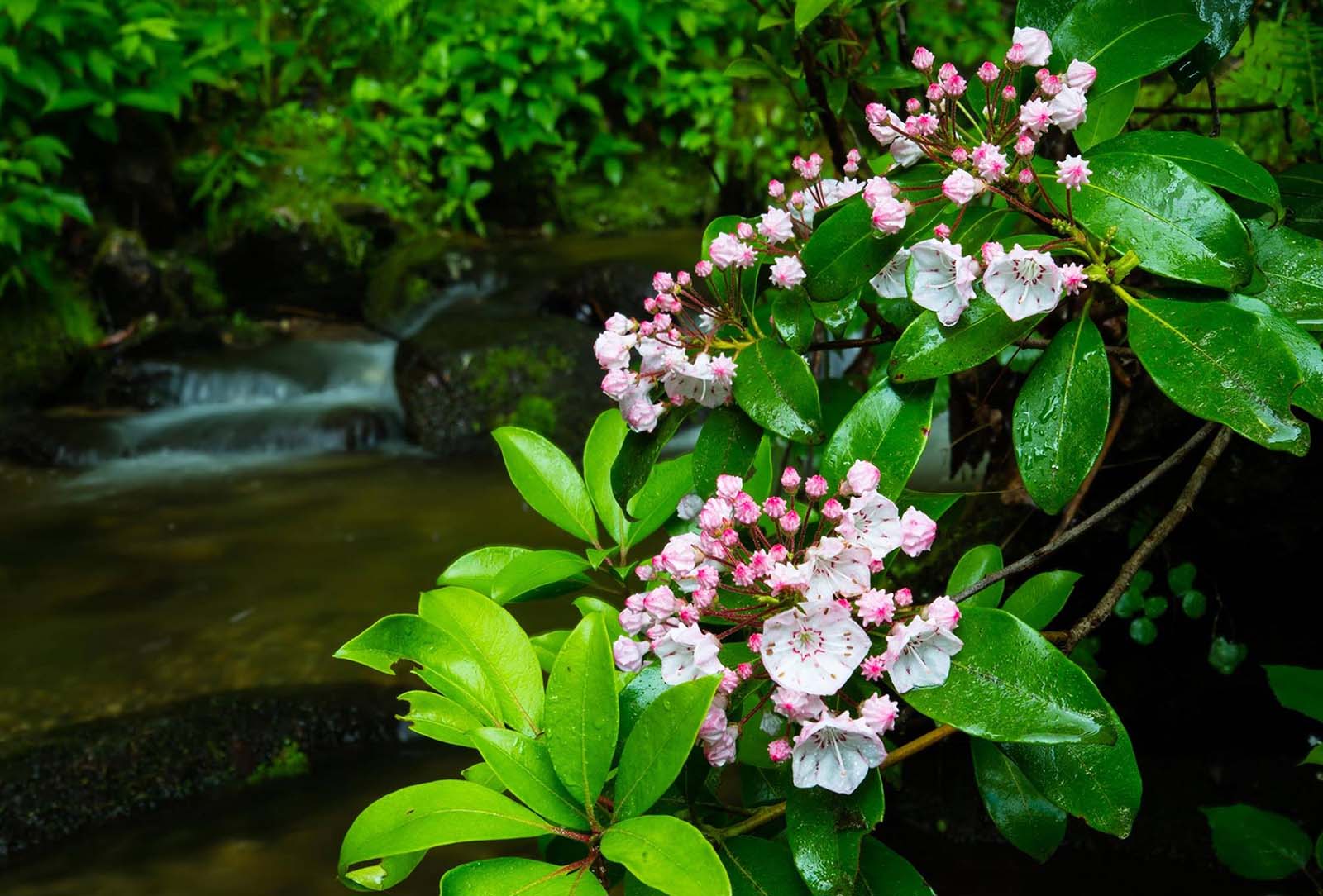Mountain Laurel beside river in Highlands NC