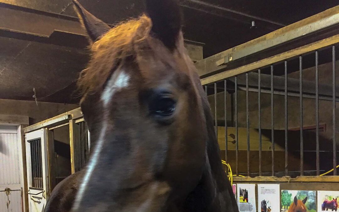 highlands-nc-carpe-diem-farms-horse