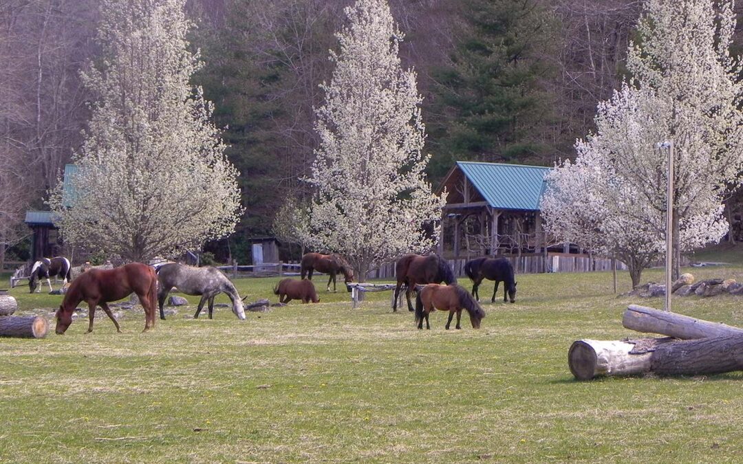 highlands-nc-carpe-diem-farms-horses