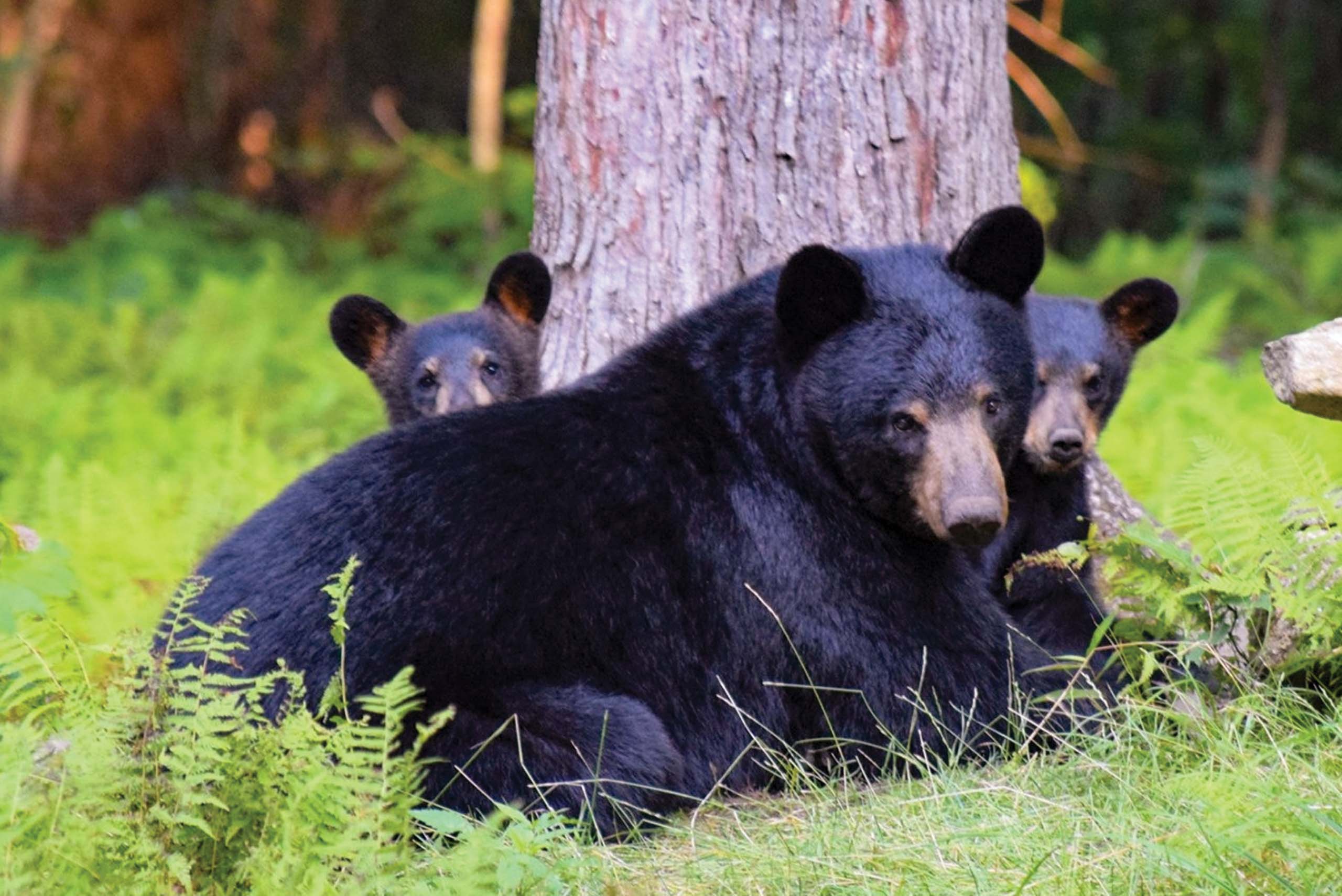 Wild Lives & Wild Places: Event Cancelled