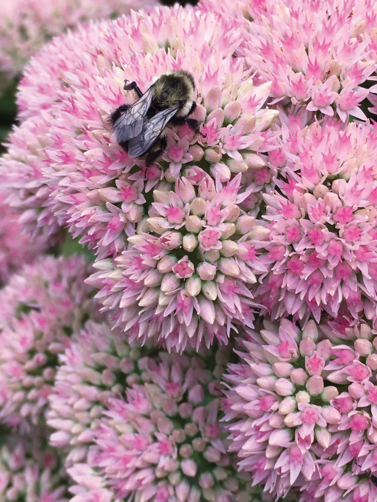 highlands-nc-accidental-gardener-Bee-sedum