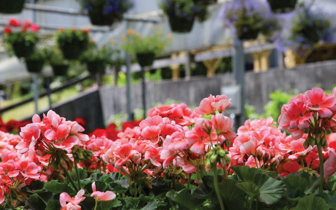 highlands-nc-shopping-highlands-lawn-and-garden-two