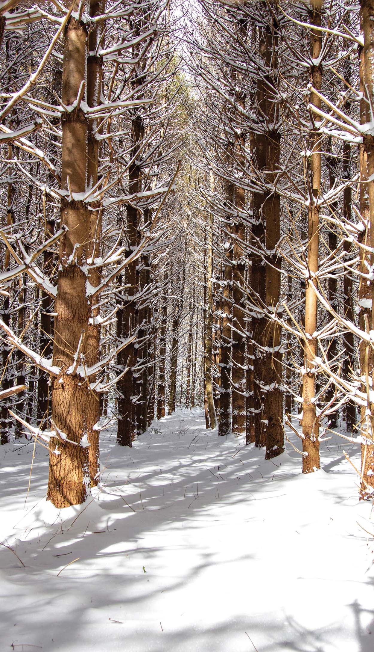 winter-photo-contest-entry-snowy-trees