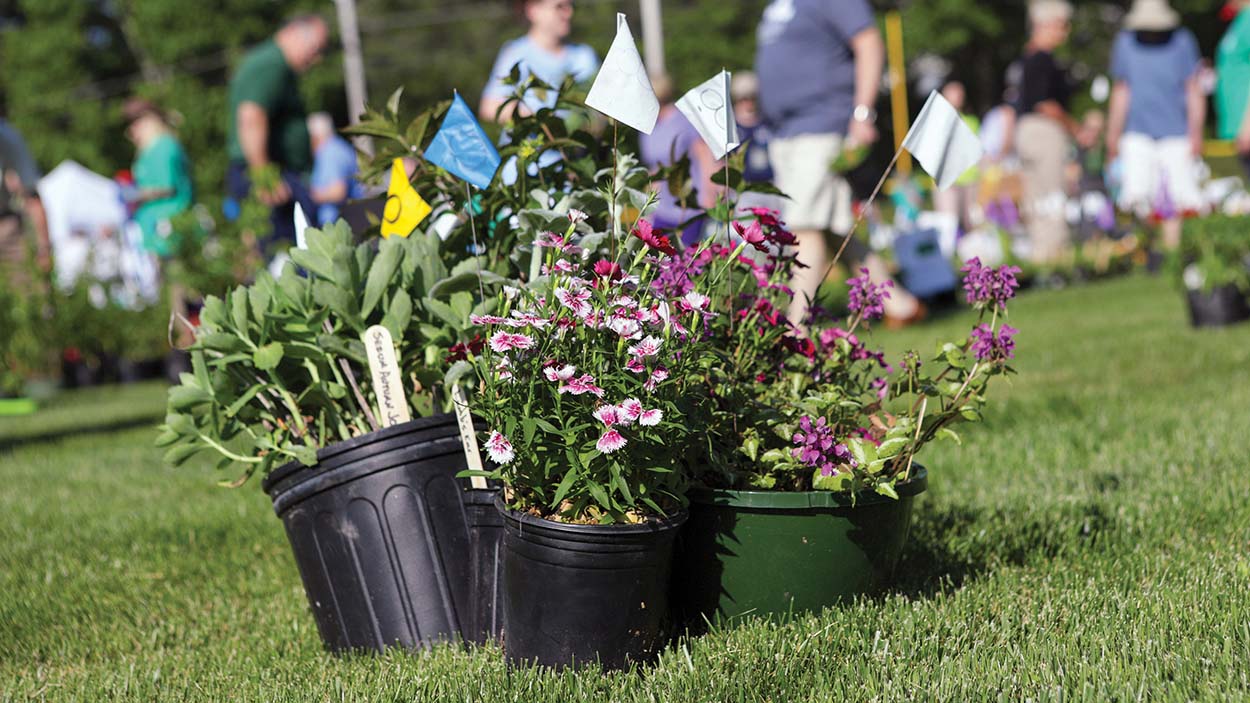 Native Plants in Native Soil | Mountain Garden Club Plant Sale