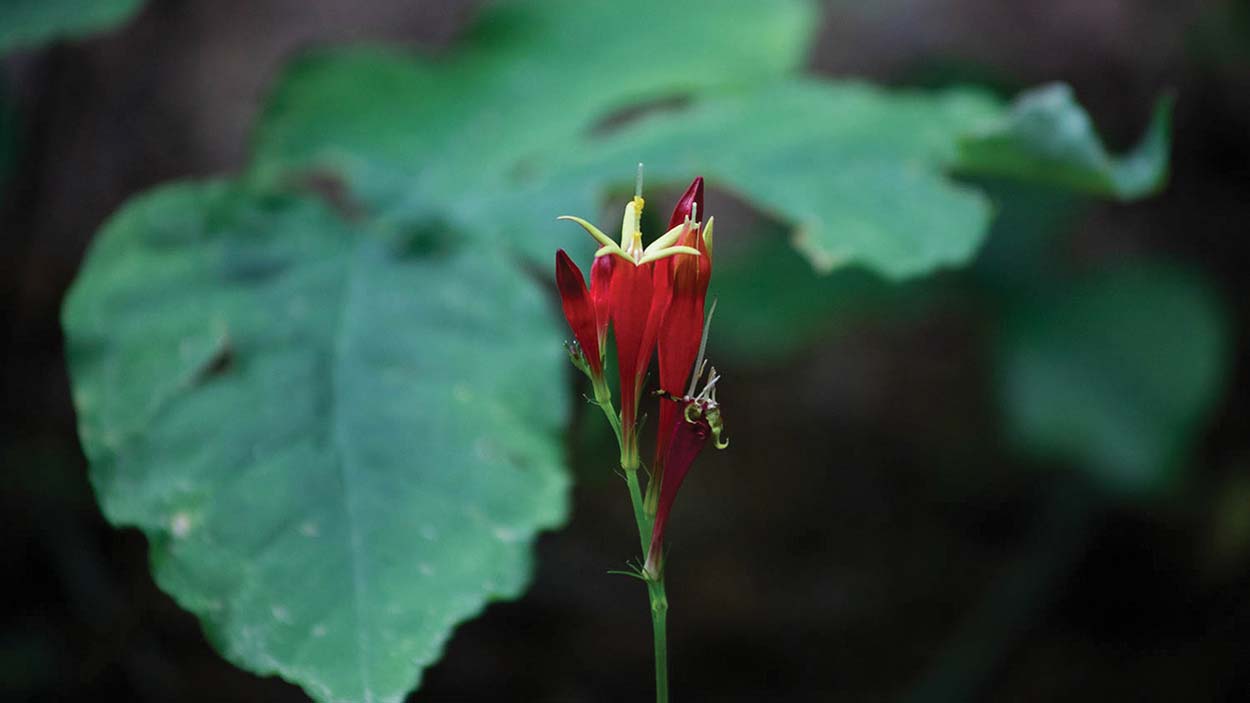 highlands-biological-station-Indian-Pink