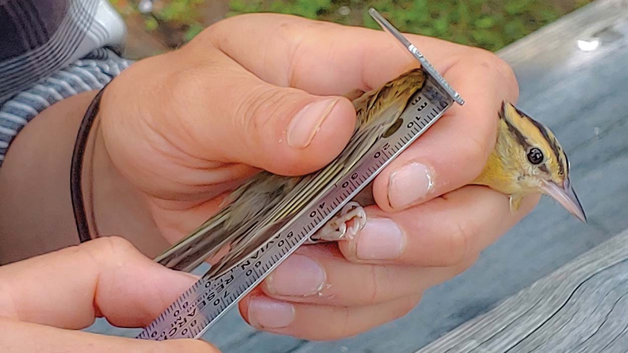 highlands-biological-station-bird-measure