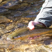 highlands-nc-three-river-fly-fishing