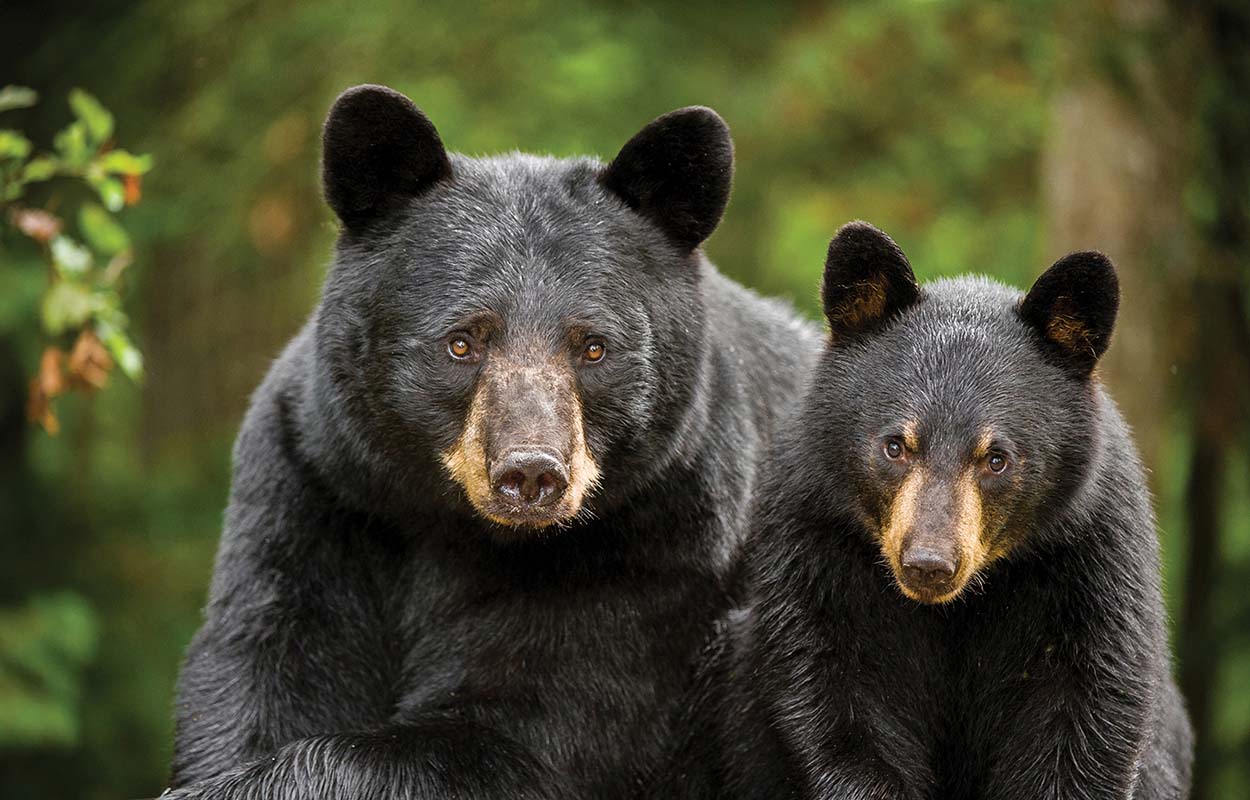 Wolves and Raptors and More, Oh My!