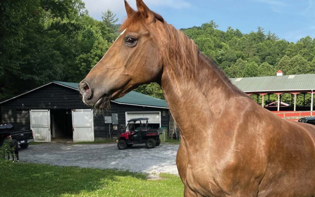 highlands-nc-carpe-diem-farms
