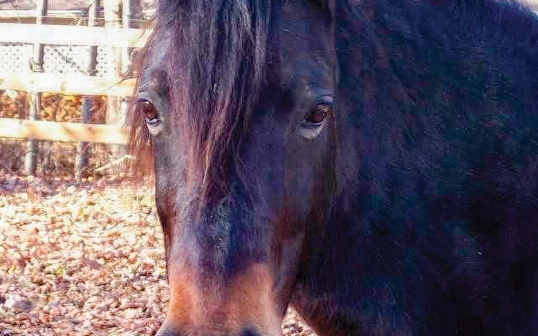 highlands-nc-carpe-diem-farms-Princess-Resize