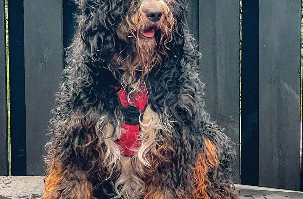 highlands-nc-carpe-diem-dog