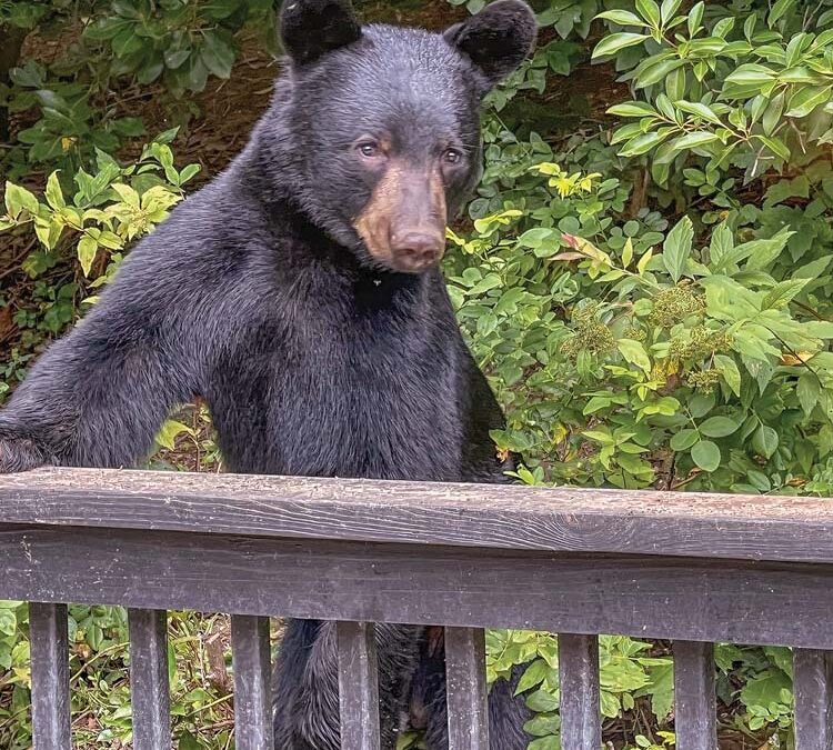 highlands-nc-carpe-diem-farms-bear