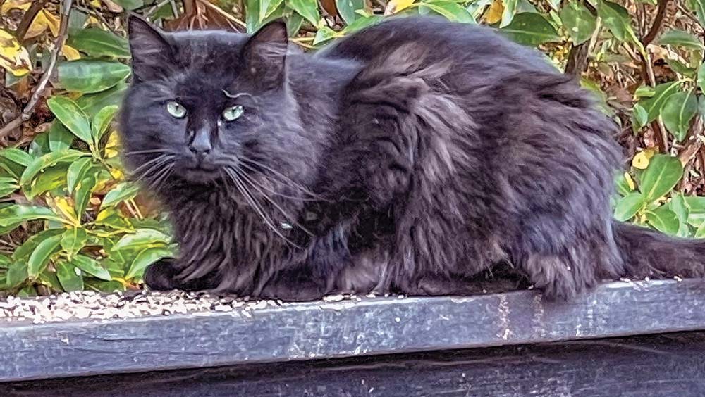 highlands-nc-carpe-diem-farms-cat