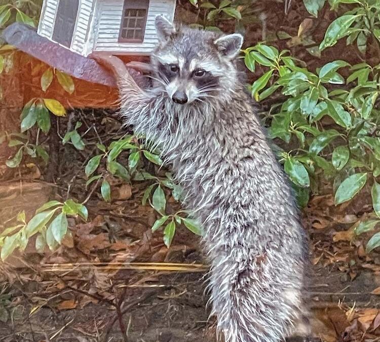highlands-nc-carpe-diem-farms-raccoon