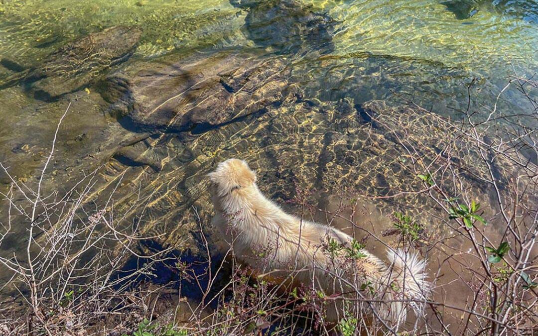 Meandering the Chattooga