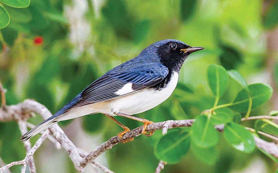 Our Colorful Songsters