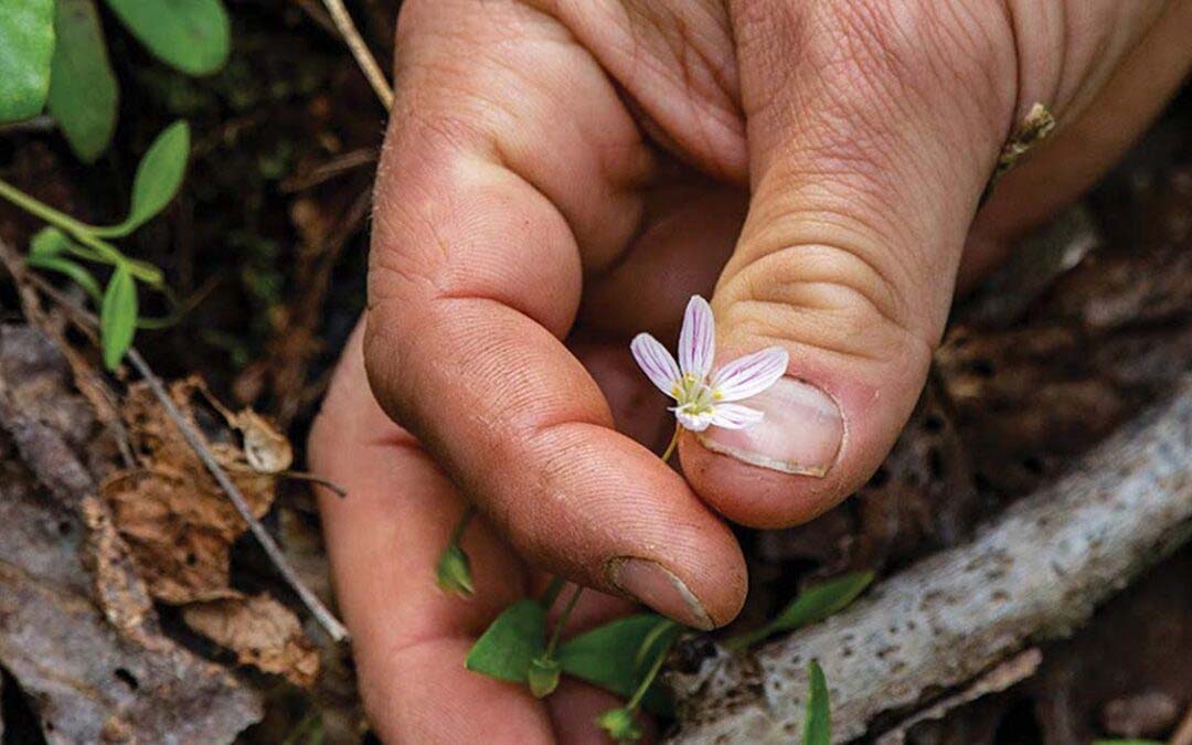 Time for the Wildflowers