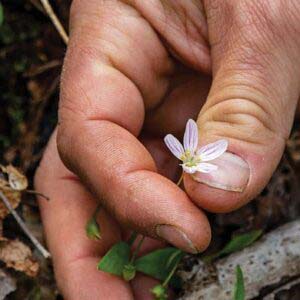 highlands-cashiers-land-trust-Wildflower-hand-closeup