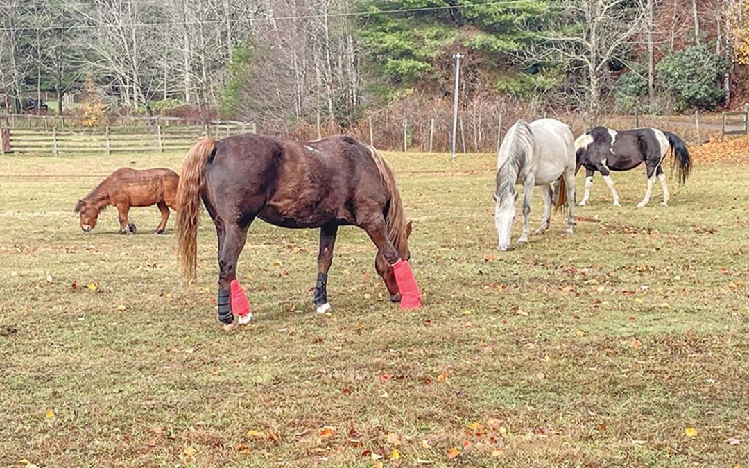 highlands-nc-carpe-diem-farms