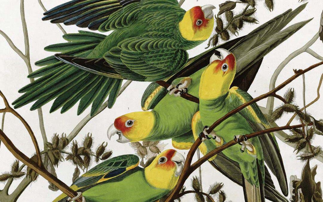 These Birds Will Not be Returning to Our Area