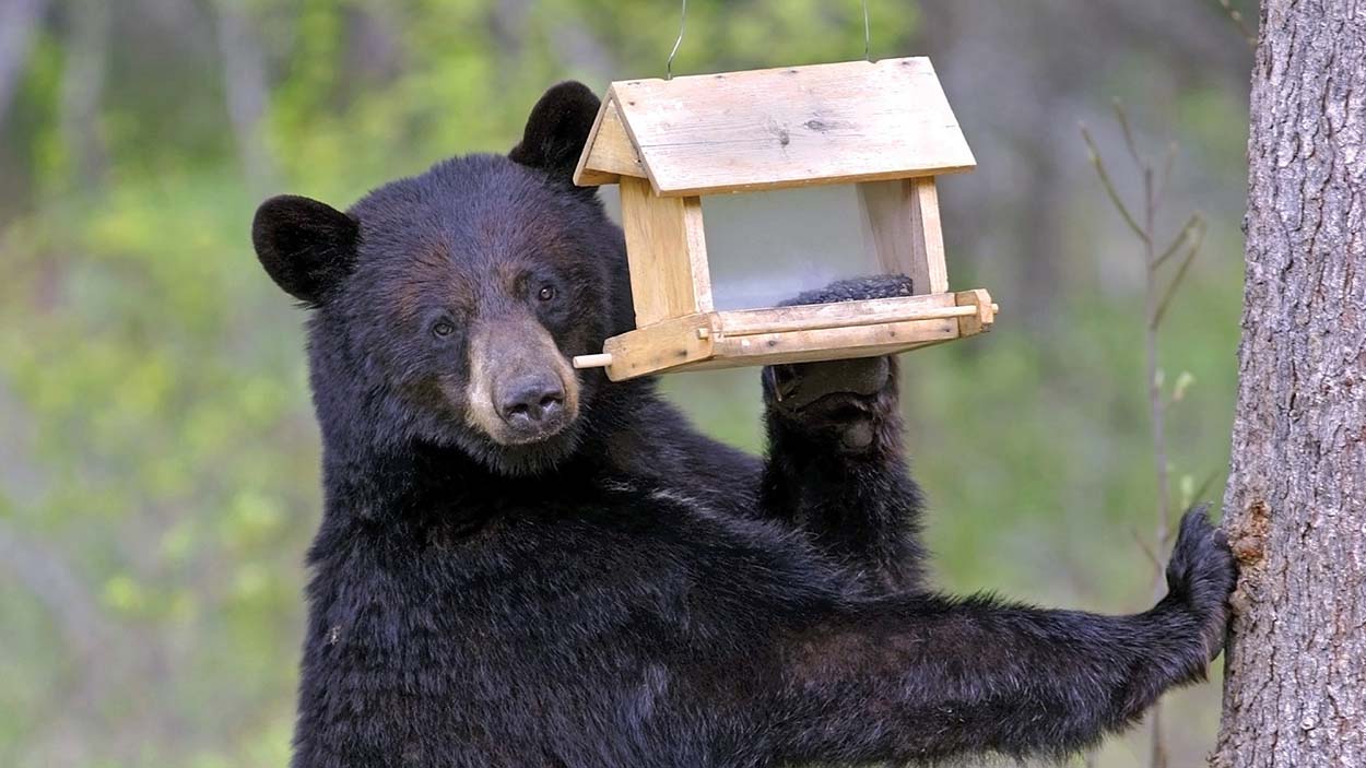 Bear at bird feeder