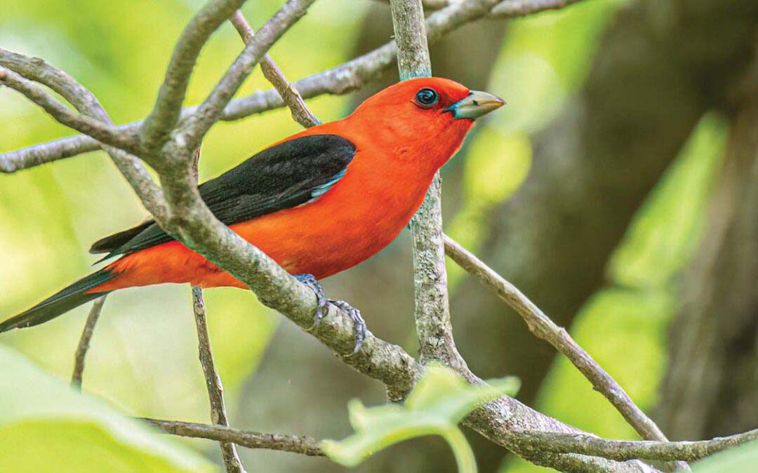 The Feathered Sights and Sounds of Summer