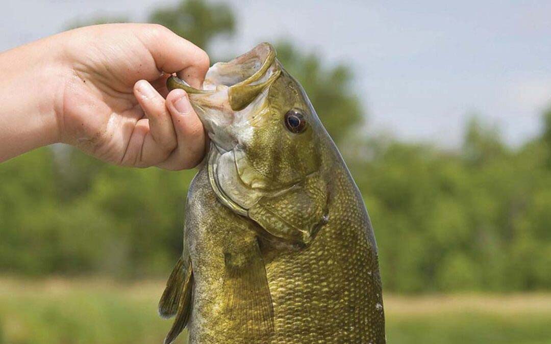 Smallmouth Big Thrill