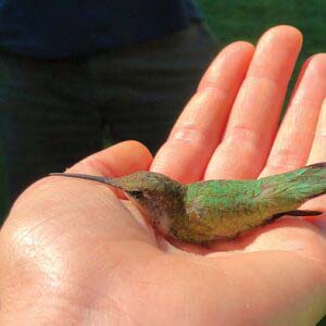 highlands-nc-biological-station-ruby-throated-hummingbird-in-hand