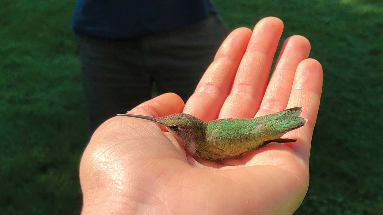 highlands-nc-biological-station-ruby-throated-hummingbird-in-hand