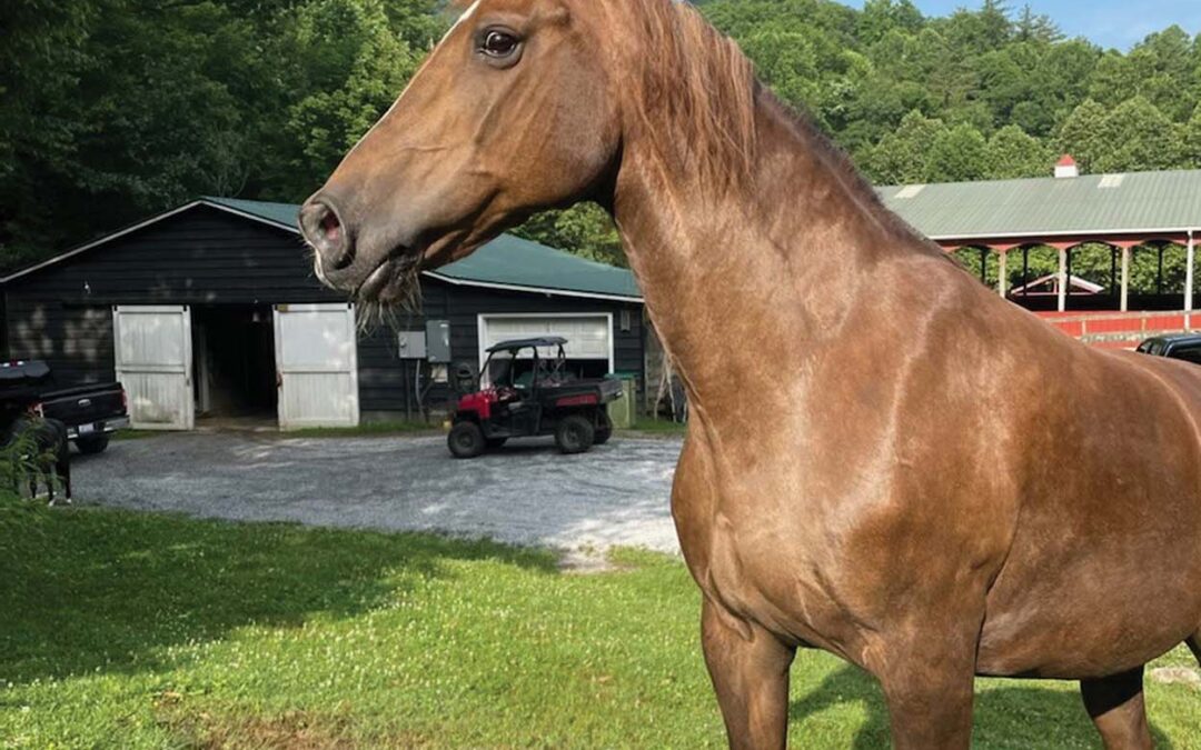 highlands-nc-carpe-diem-battersea-tracy