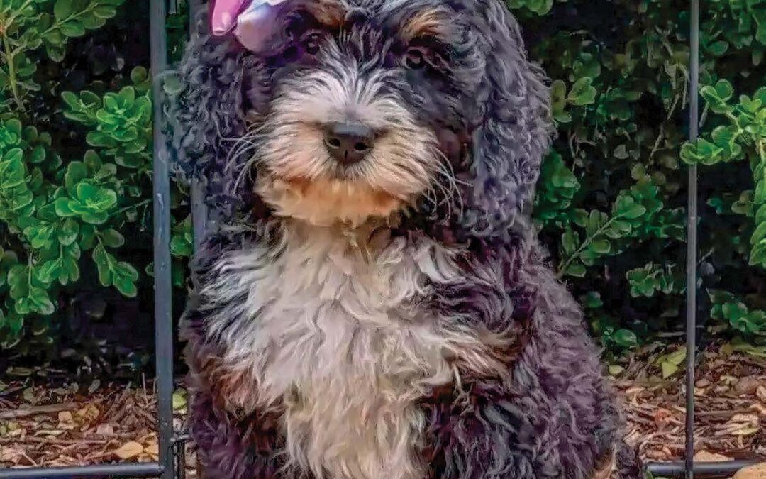 highlands-nc-carpe-diem-farms-Ellie-Mae