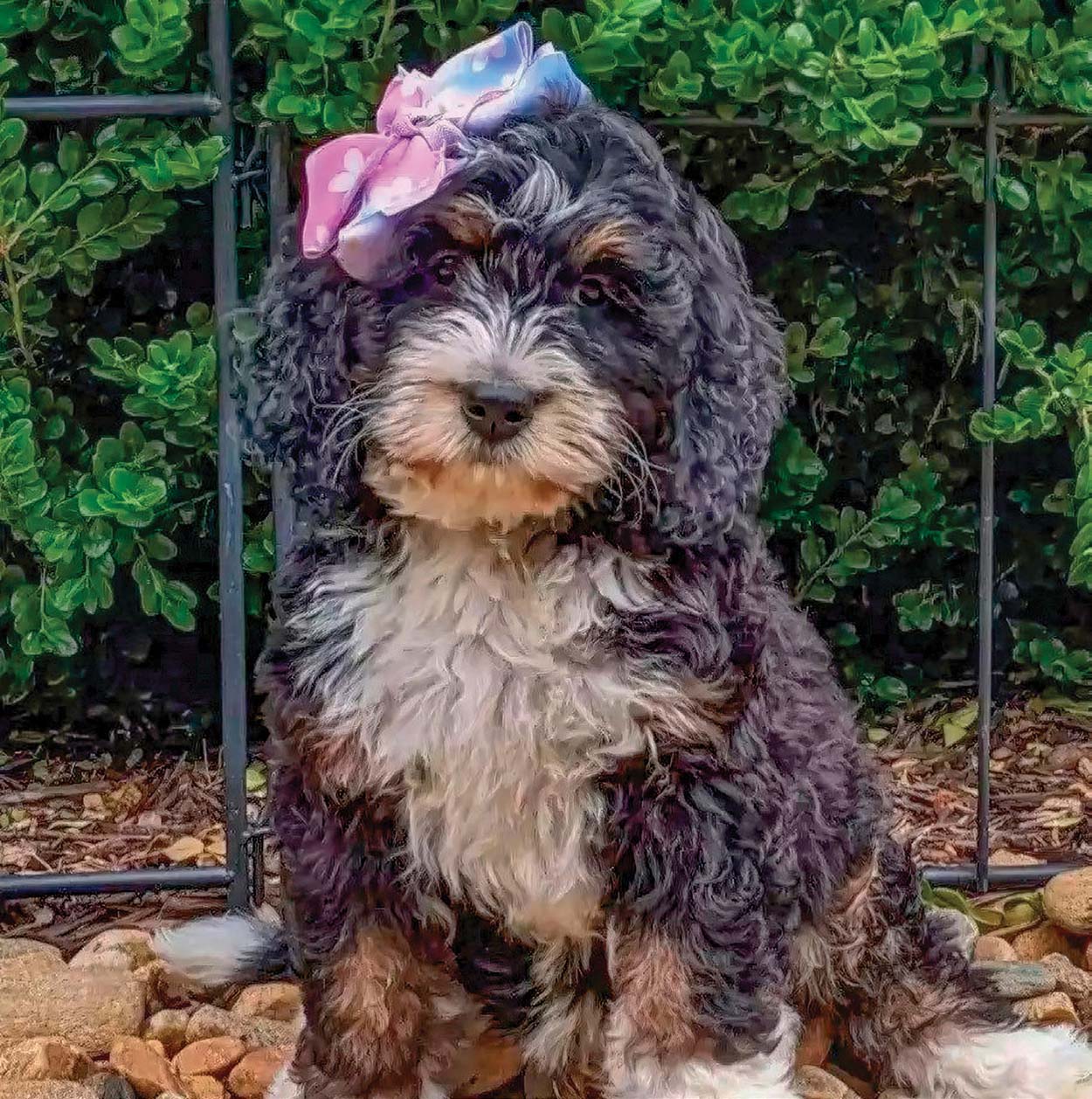 highlands-nc-carpe-diem-farms-Ellie-Mae