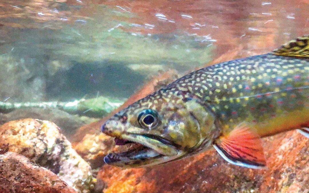 The Beautiful Arctic Char
