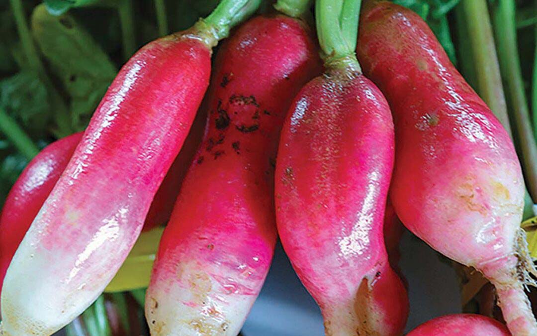 From Our Lands and Hands