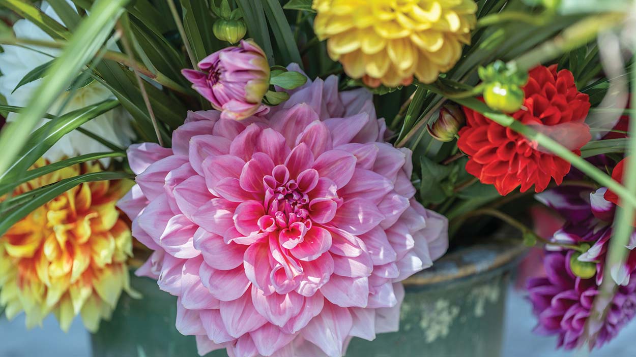 highlands-nc-historical-society-dahlia