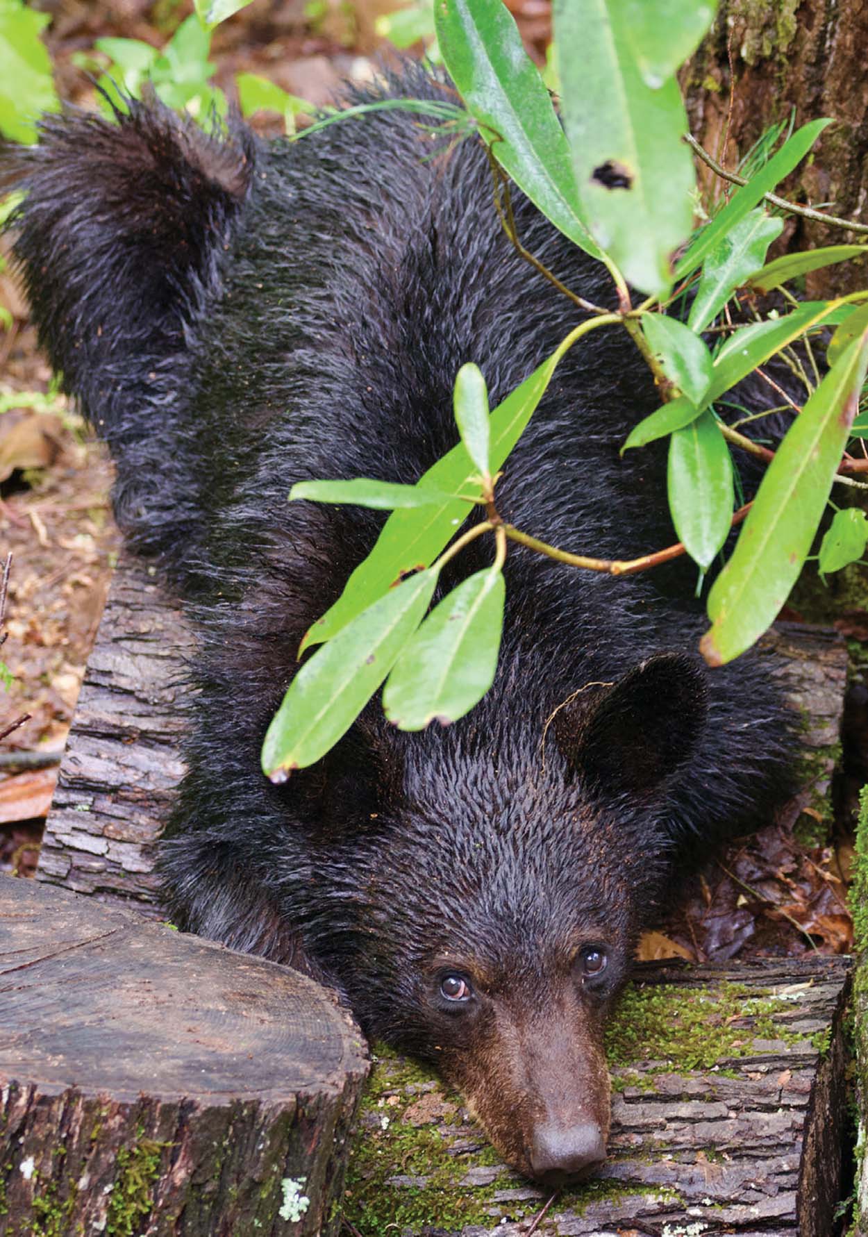 highlands-nc-photographer-Jonan-Keeny-bear