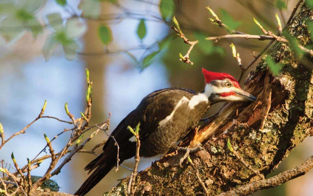 A Man of Many Talents