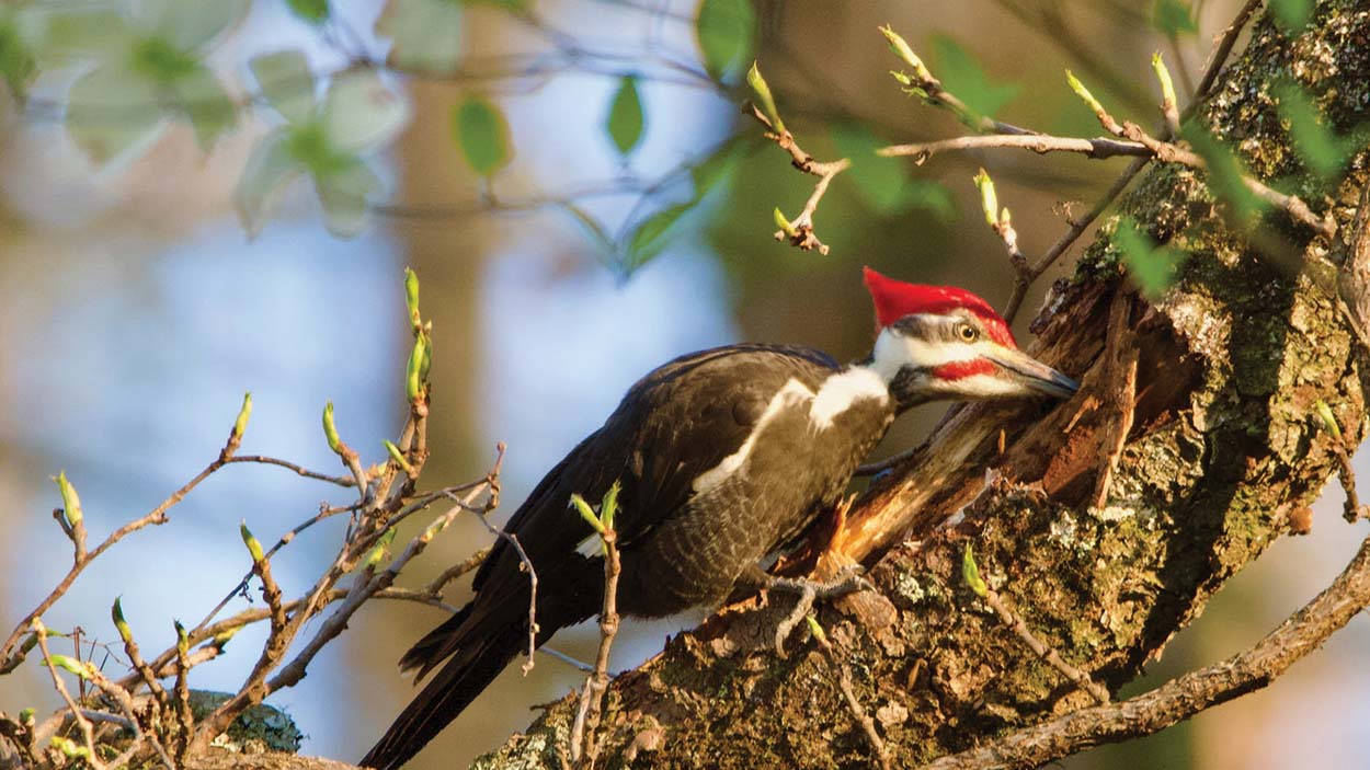 highlands-nc-photographer-Jonan-Keeny-bird,