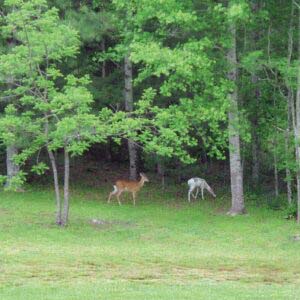 highlands-nc -whiteside-cove-white-deer