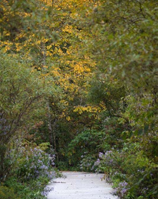 Autumn Amble Leaf Tours