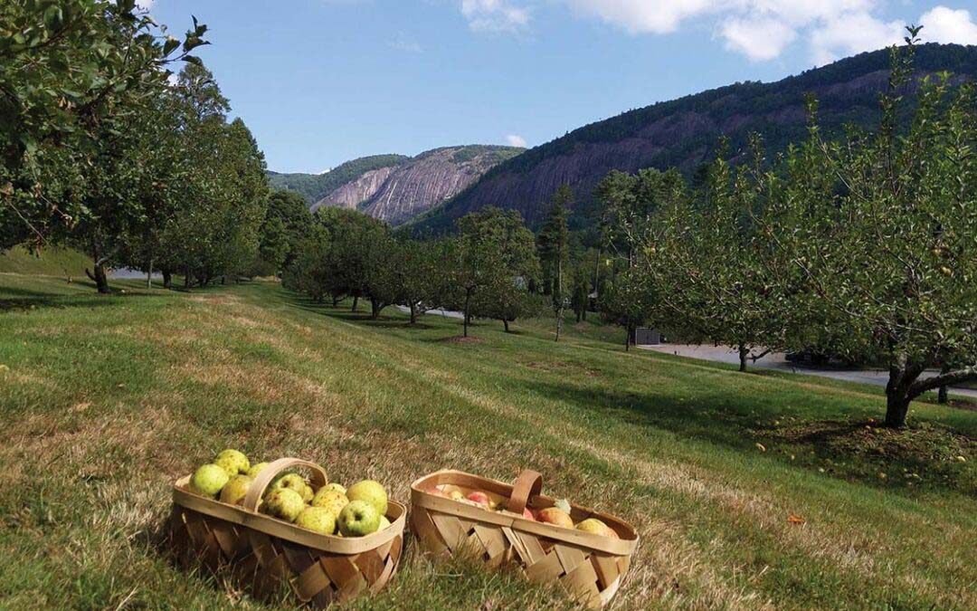 Foraging for the Winter