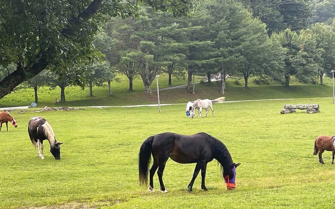 highlands-nc-carpe-diem-horses