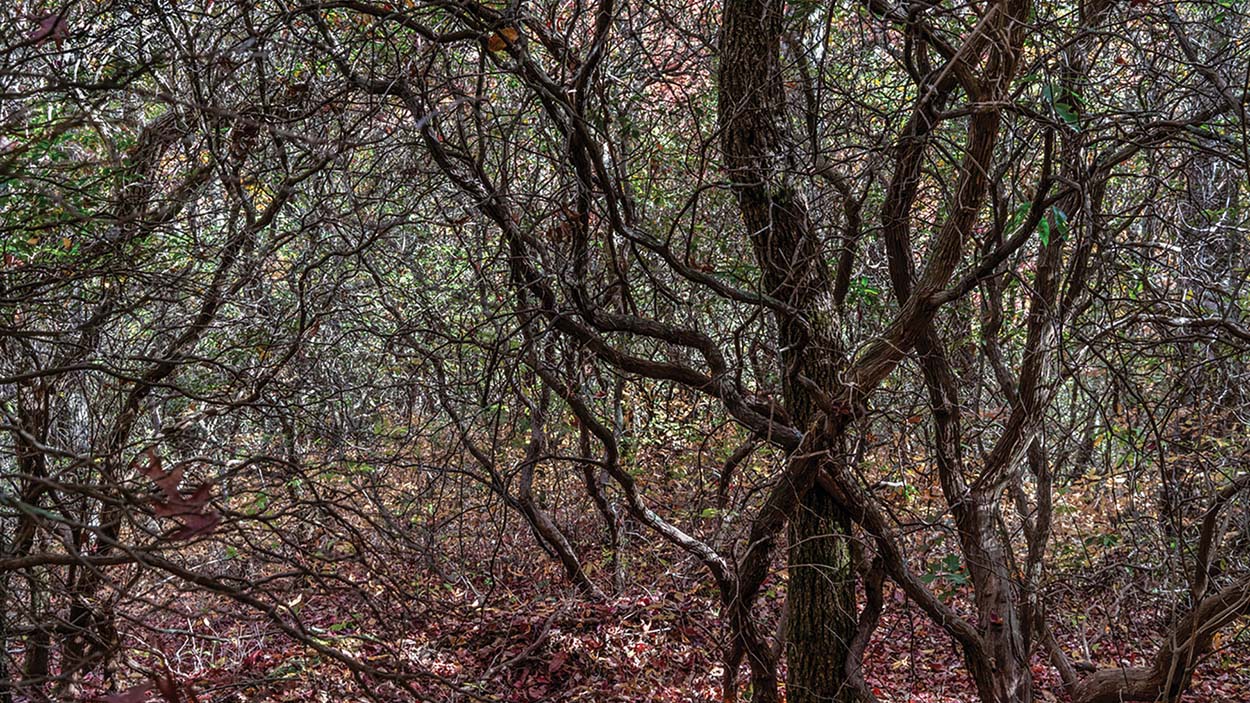 highlands-nc-the-bascom-Beate-Sass-Bartram_Listening-to-the-Land