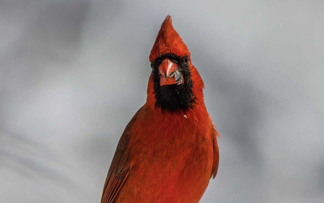 Your Photo, Our Cover