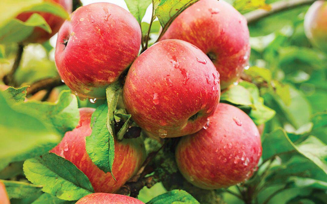 Ruth’s Apple Cobbler